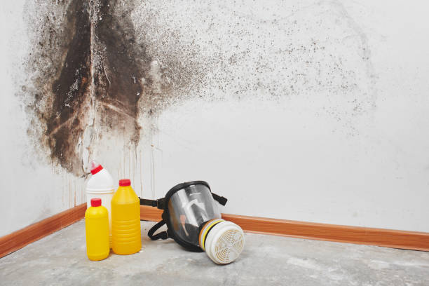 Best Toxic Mold Removal  in Cape Girardeau, MO