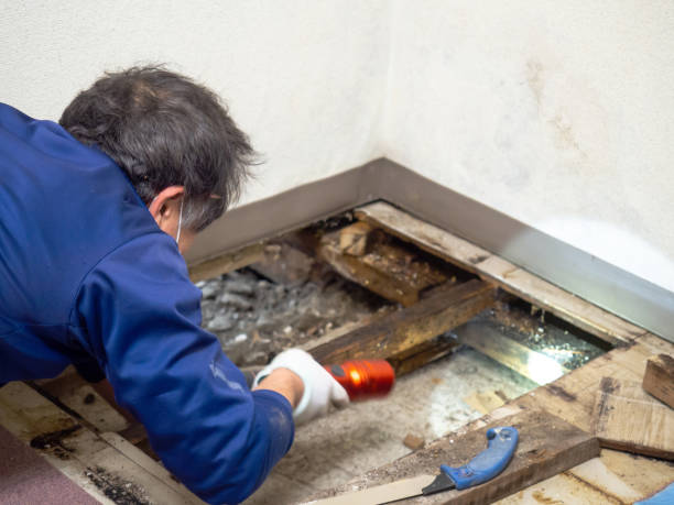 Best Crawl Space Mold Removal  in Cape Girardeau, MO