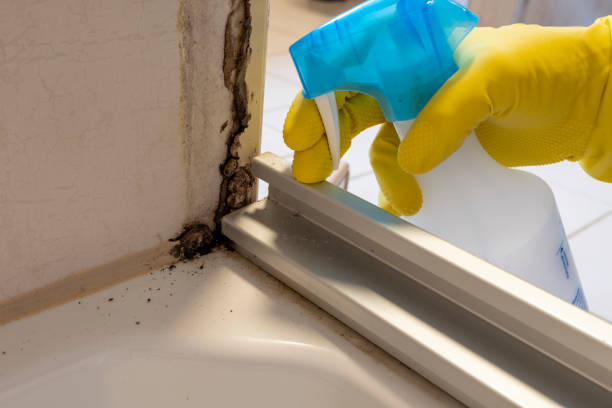Best Certified Mold Removal  in Cape Girardeau, MO
