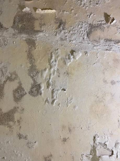 Best Black Mold Removal  in Cape Girardeau, MO