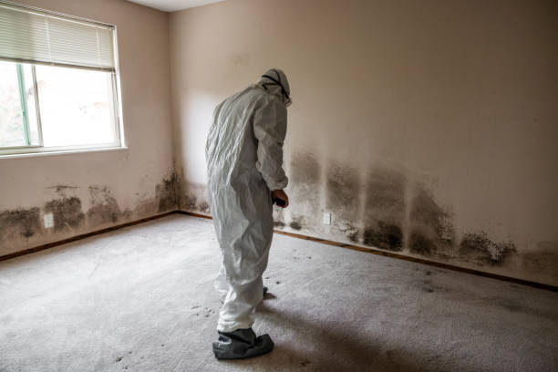 Best Mold Testing  in Cape Girardeau, MO