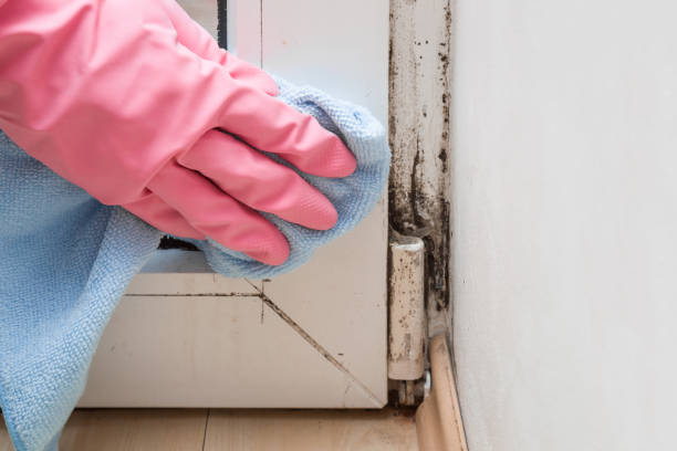 Best Attic Mold Removal  in Cape Girardeau, MO